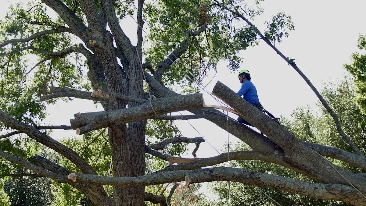 Professional Crown Thinning performed by certified arborists in Rake