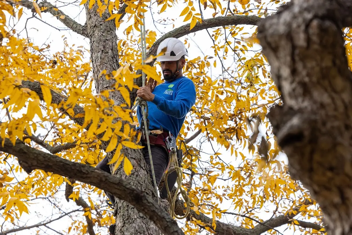 Skilled Tree Trimming crew working in Rake