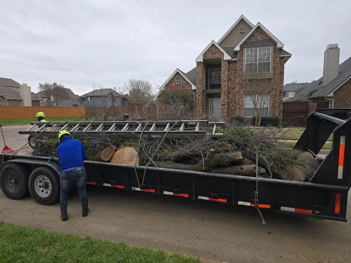 Expert Tree Removal with proper safety equipment in Rake